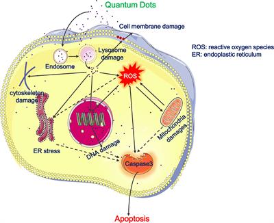 Applications and Immunological Effects of Quantum Dots on Respiratory System